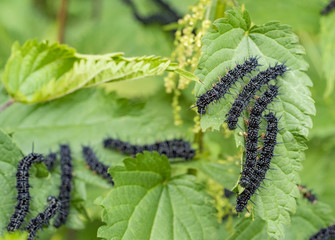 Poster - european peacock caterpillars