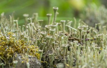 Poster - cup lichen vegetation closeup