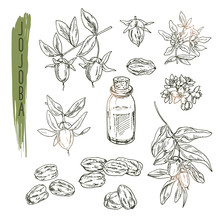Set Of Jojoba Elements. Vector Realistic Sketch Of Organic Plant Is Good For A Logo, Banner, Flyer Creation Or Advertising Medicinical, Beauty And Spa Products.