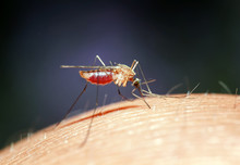 Dangerous Insect Nasty Mosquito Drinks The Blood Of The Pierced Human Skin