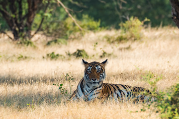 A wild tigress from Ranthambore National Park, India