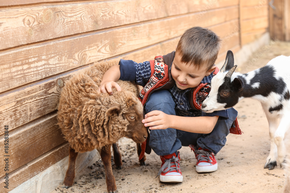 Cute little boy with sheep in petting zoo - obrazy, fototapety, plakaty 