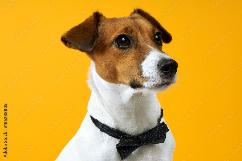 Portrait of a dog breed of Jack Russell on the neck on a yellow background. Background for your text and design                                                        - obrazy, fototapety, plakaty 