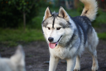  Siberian husky in the grass