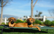 Two Rhodesian Ridgeback puppy dogs lying down on outdoor bed in yard