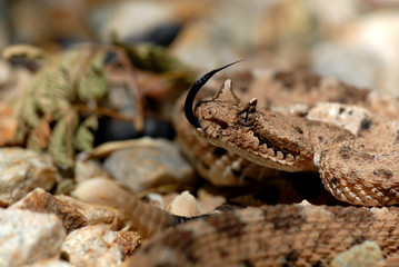 Wall Mural - Crotalus cerastes cercobombus