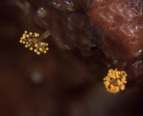 Wall Mural - Yellow microscoric colonies of myxobateria look like strange flowers, mushrooms or coral polyps. Myxobacteria are unicellular bacteria that gather to from a much large organism. Black background.