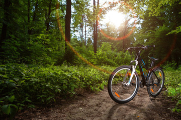 Wall Mural - Mountain biking down hill descending fast on bicycle. View from bikers eyes.