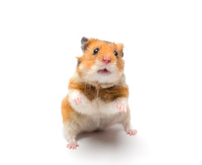 Cute Syrian hamster standing on its hind legs in a funny pose (isolated on white), selective focus on the hamster eyes