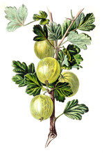 Illustration Of Gooseberries