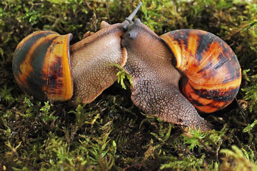 Two snails in the grass.