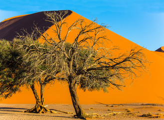 Trees in a vast desert