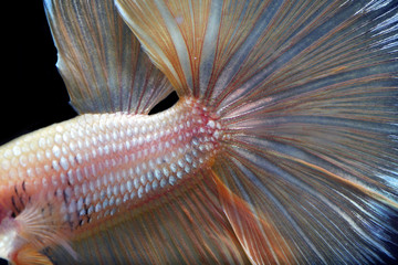 Wall Mural - close up of colorful betta isolated on black background