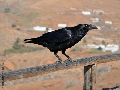 Corbeau Noir Vu A Fuerteventura Ile Des Canaries Stock Photo Adobe Stock Corbeau Noir Vu A Fuerteventura Ile Des Canaries Stock Photo Adobe Stock