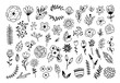 Floral graphic elements big vector set. Flowers and plants hand drawn illustrations