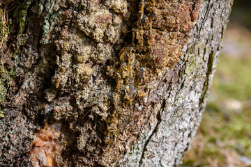 nature details in forest in summer