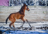 Fototapeta Konie - Newborn colt frolics on the street in winter
