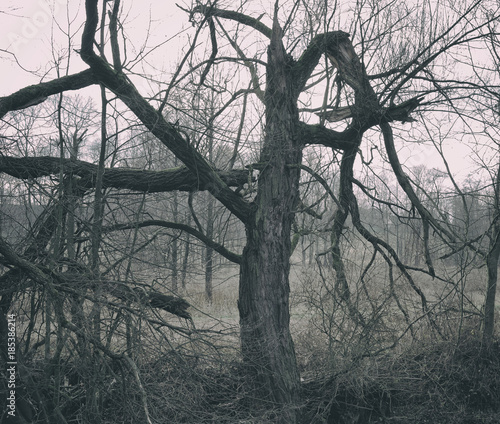 bare tree with branches