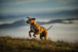 Rhodesian Ridgeback dog outdoor portrait running up foggy hill