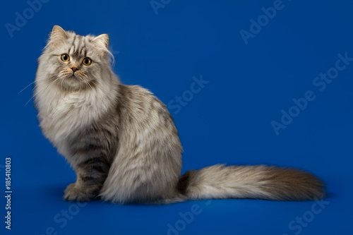 Scottish Straight Silver Tabby Spotted Long Hair Kitten Sitting On