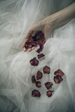 Fototapeta Konie - A female hand over tulle background dropping withered red rose petals