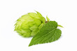 Fresh branch of hops isolated.