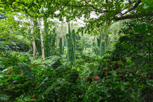 Dense Verdant Green Tropical Rainforest Vegetation