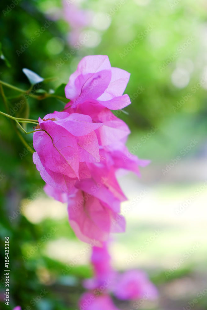 Tropical blooming flowers, closeup