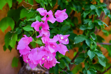 Wall Mural - Tropical blooming flowers, closeup