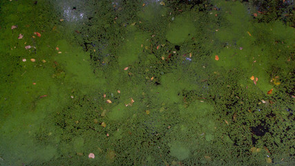 English Water Surface filled with duckweed