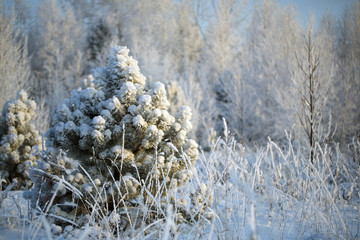 Wall Mural - a lonely Christmas tree priporozhennaya snow in the woods