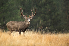 Mule Deer Buck On Gold And Green