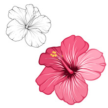 Hibiscus Beautiful Blooming Flower Isolated On White Background. Closeup Macro Detailed View. Color Black White Outline Sketch Drawing Set. Exotic Tropical Spring Summer Botanical Vector Design.
