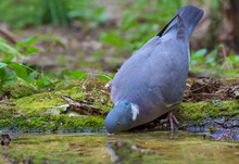 Thirsty Common Wood Pigeon Drinking Water At The Forest Pond Without Lefting Its Head