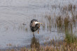 © Yi - great blue heron scratch it's face with its claw on the river bank