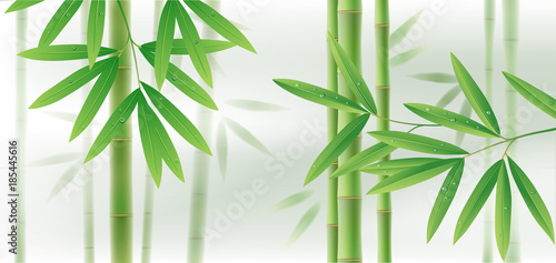 Dekoracja na wymiar  zielony-bambus-poziome-tlo-z-lodygami-i-liscmi-na-bialym