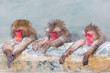 three Japanese snow monkey onsen (macaques) in the pool in winter