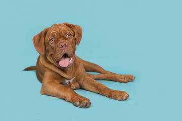 Cute dogue de bordeaux dog lying down on a blue background