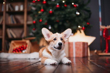 Corgi Puppy Dog Near Merry Christmas Tree With Red Toys And Gifts
