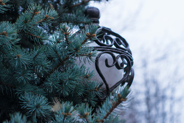 street lamp in spruce branches. Christmas tree and a lantern. Relaxation. walking in the park