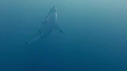 Wall Mural - Great White Shark underwater in deep blue ocean water