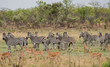 Kudus und Zebras in der Savanne vom in Simbabwe, Südafrika