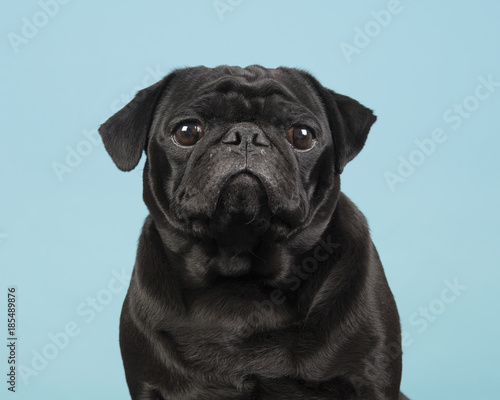 Fotografía Portrait of a black pug looking at the camera on a blue background