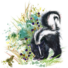 Skunk. Forest Animals Watercolor Illustration
