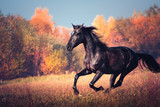 Fototapeta Konie - Black horse galloping on the autumn nature background
