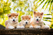 5 puppies of red New Year's Akita dogs sitting on stairs in nature at sunlight