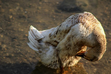Rare White Mallard Duck Cleaning Itself 