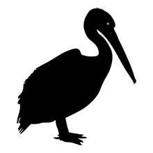 Silhouette Bird Pelican On A White Background