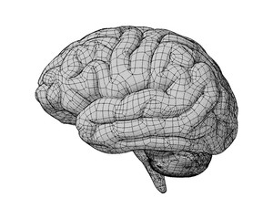 Wall Mural - Monochrome brain illustration on white BG