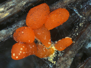 Wall Mural - Red sclerotia of a slime mold, or myxomycete, Physarum. Slime moulds are special organisms that gather from microscopic amoebae. Scleritium is a resting stage for unappropriate conditions